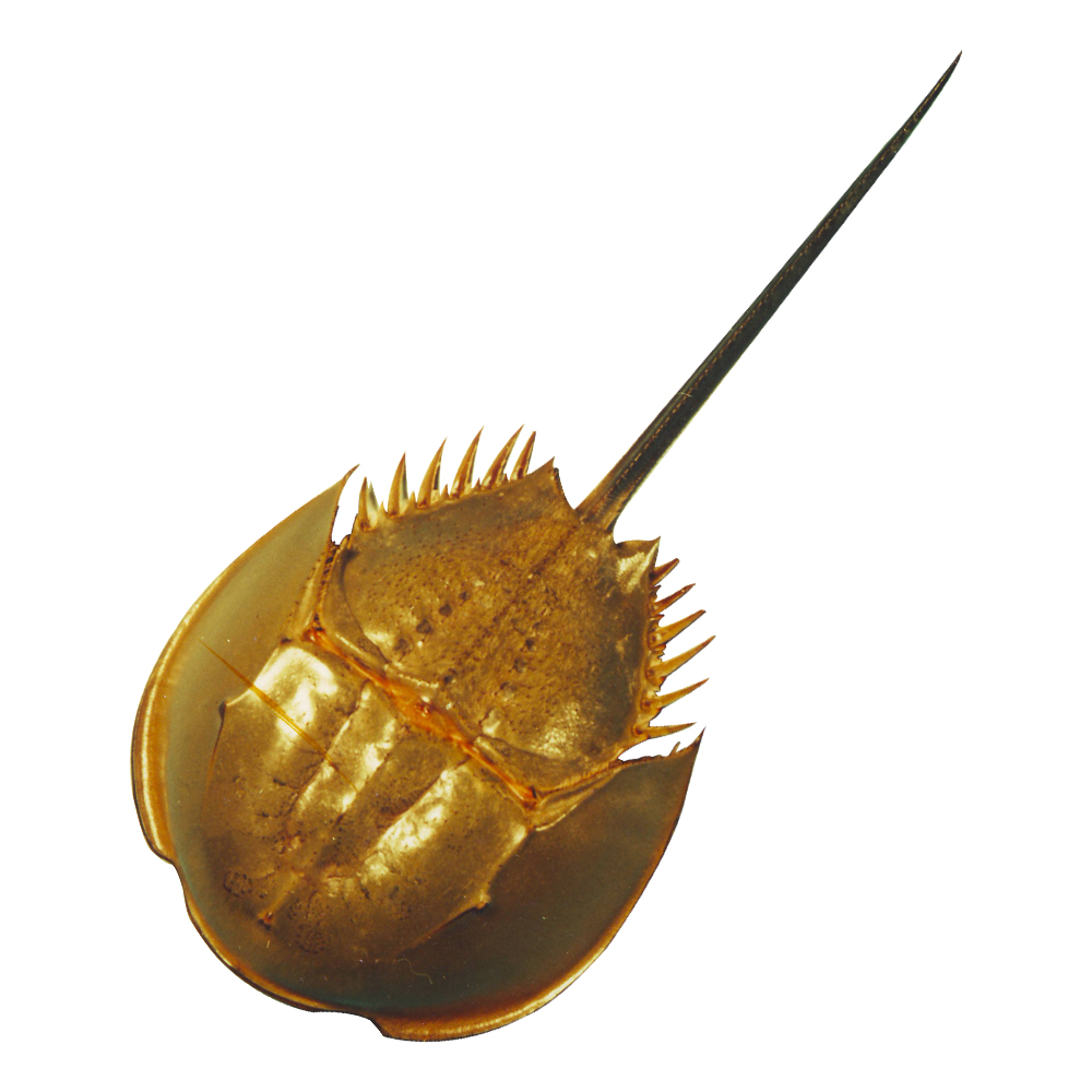 1513821562238924.jpg Horseshoe Crab