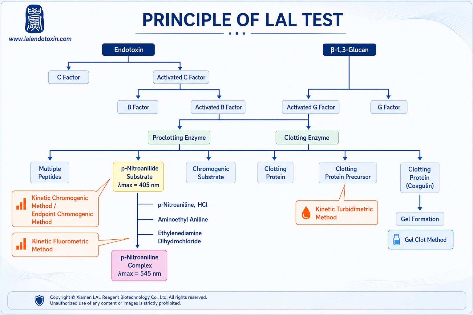 1788137264210237.png Mechanism of the LAL Test